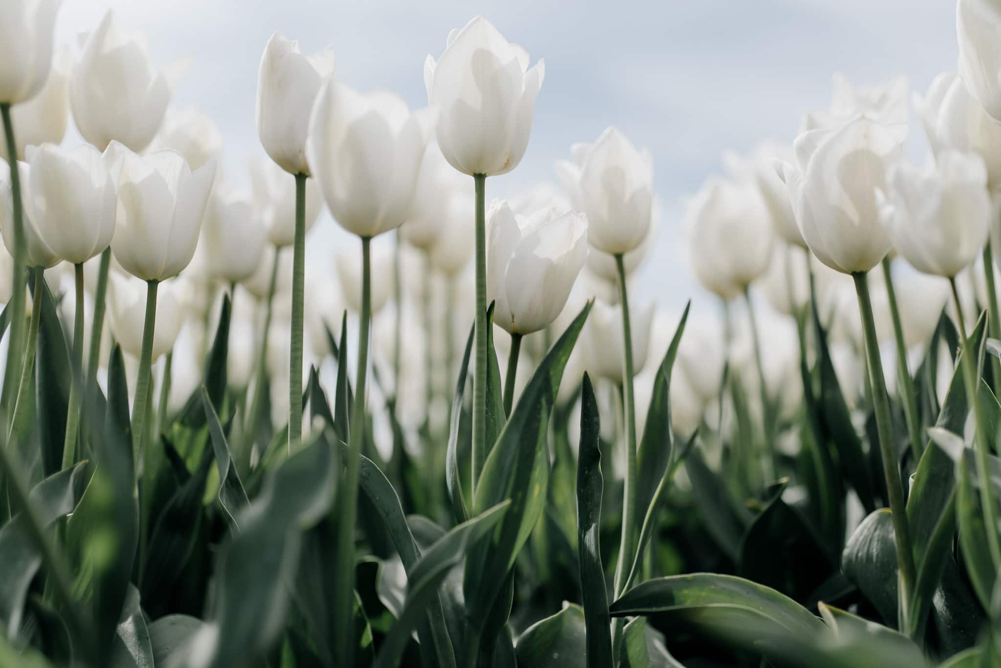 FOTO KM- natuur fotografie-132