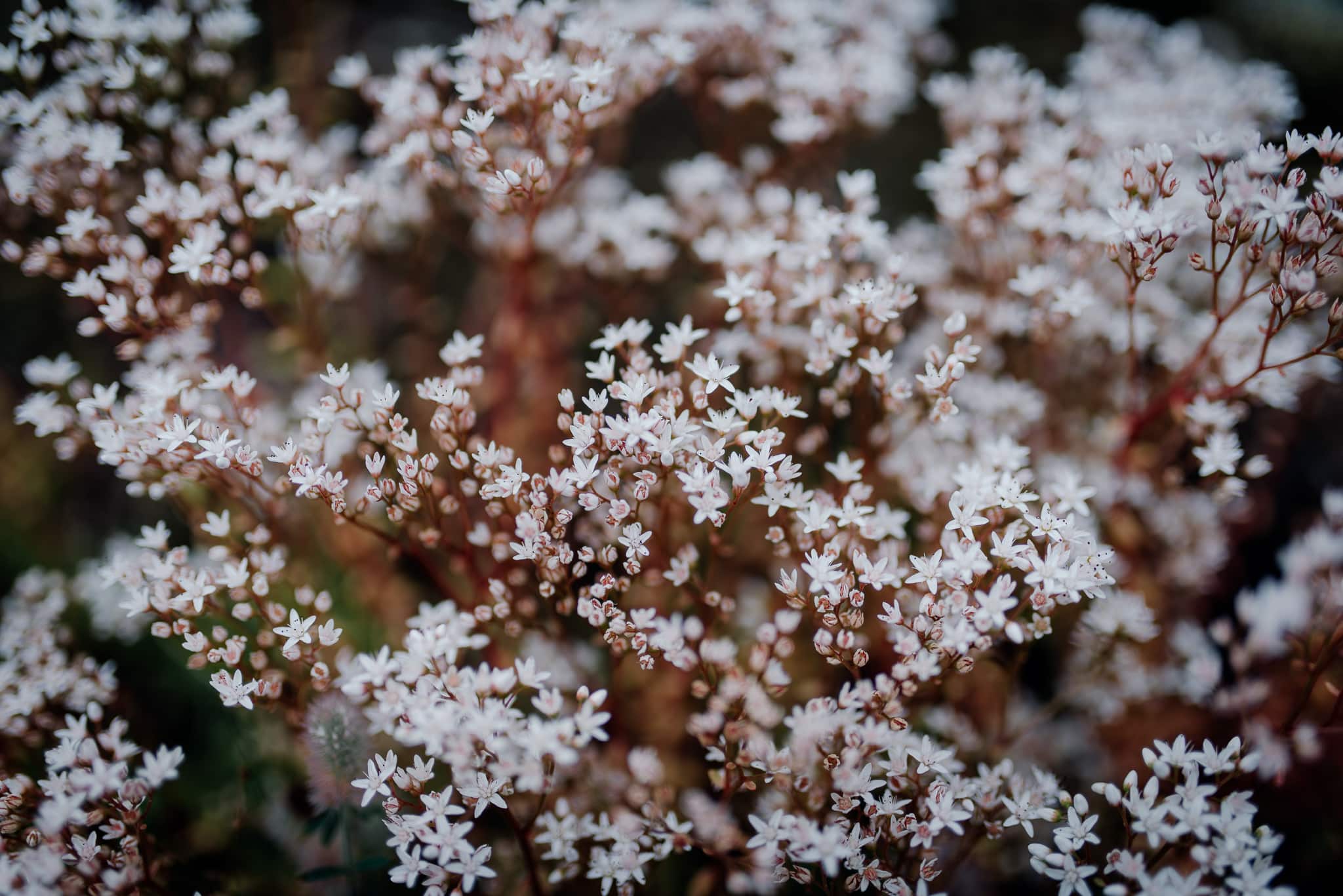 FOTO KM-11