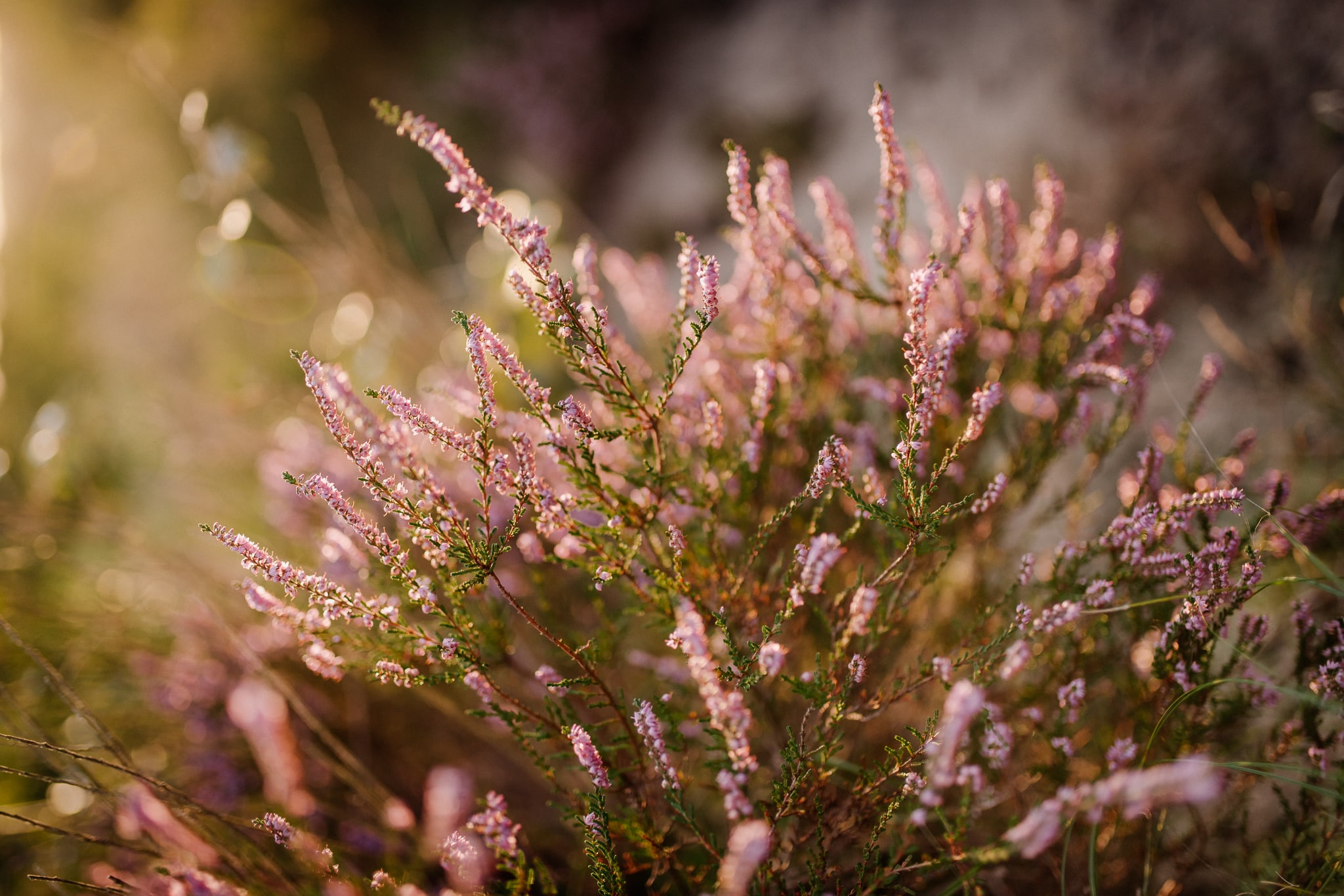 FOTO KM- natuur fotografie-371